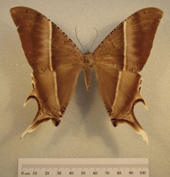 Media type: image;   Entomology 733344 Aspect: habitus dorsal